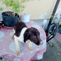Cucciolo di springer spaniel inglese