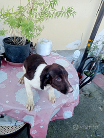 Cucciolo di springer spaniel inglese