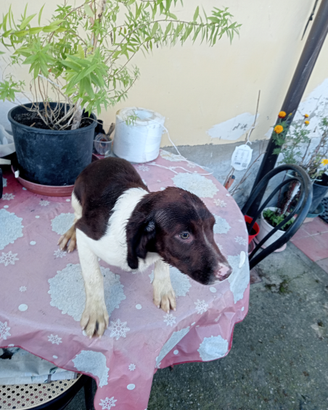 Cucciolo di springer spaniel inglese