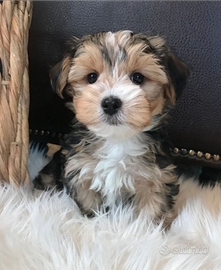 Cane maltipoo