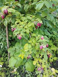 Piante GRANDI Lamponi in produzione