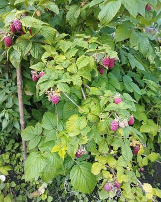Piante GRANDI Lamponi in produzione