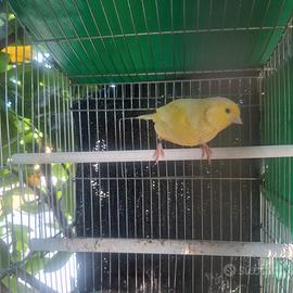 Canarins femmina