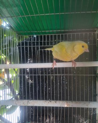 Canarins femmina