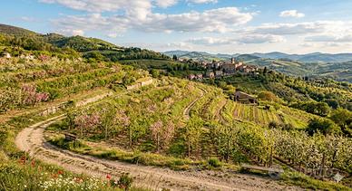 Terreno agricolo, boschivo o abbandonato