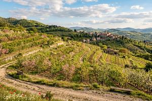 Terreno agricolo, boschivo o abbandonato