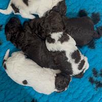 Cuccioli lagotto romagnolo