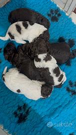 Cuccioli lagotto romagnolo