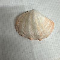 Conchiglia Tridacna Crocea Rosa 8 Cm Circa