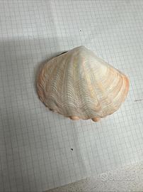 Conchiglia Tridacna Crocea Rosa 8 Cm Circa