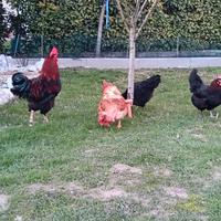 Gallo e galline Marans