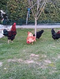 Gallo e galline Marans