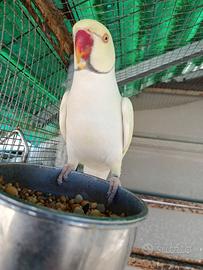 Pappagalli