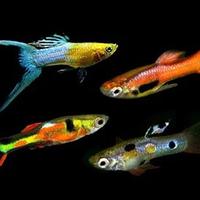 Pesci Endler C.e.r.c.a.s.i