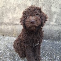 Lagotto romagnolo