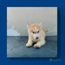 Husky con pedigree