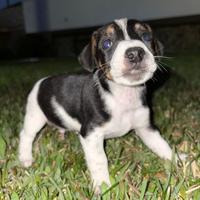 Cuccioli di jack russell