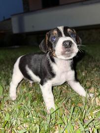 Cuccioli di jack russell