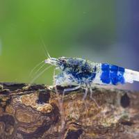 Caridina Blue Crazy