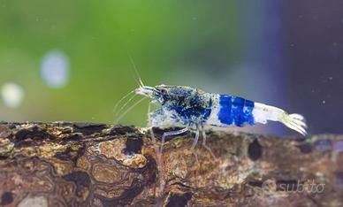 Caridina Blue Crazy