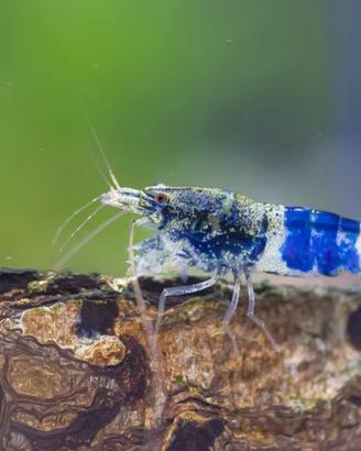 Caridina Blue Crazy