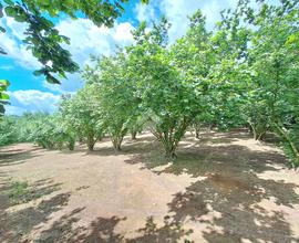 TER. AGRICOLO A VIGNANELLO