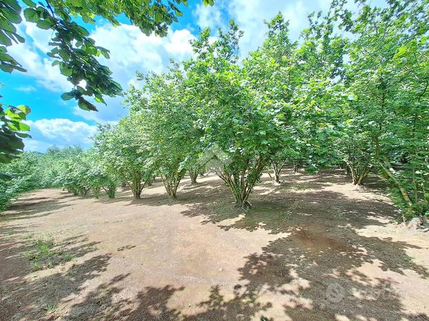 TER. AGRICOLO A VIGNANELLO