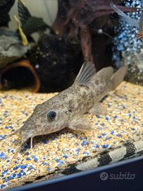 Pesci Predatori Ciclidi