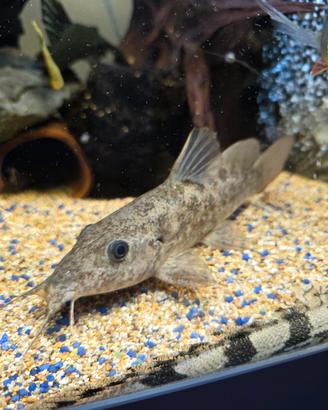 Pesci Predatori Ciclidi