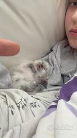 Cucciolo gatto perisiano