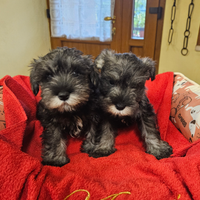 Schnauzer Nano Pepe Sale cuccioli