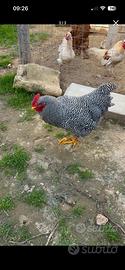 Gallo amrock
