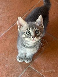 Gattina femmina, 2 mesi