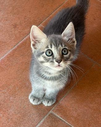 Gattina femmina, 2 mesi