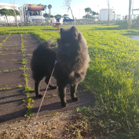 Spitz di Pomerania