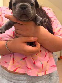 Cuccioli bulldog francese esotic blu