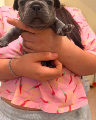 Cuccioli bulldog francese esotic blu