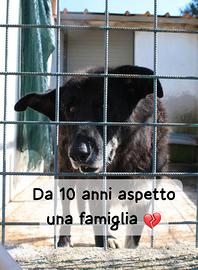 NONNO NOIR - 14 anni, una vita intera dietro le sb