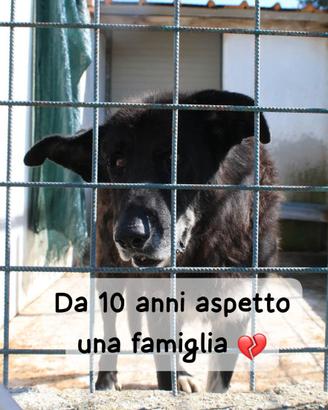 NONNO NOIR - 14 anni, una vita intera dietro le sb