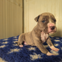 Cuccioli amstaff con pedigree
