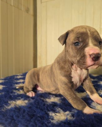 Cuccioli amstaff con pedigree
