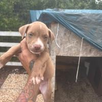 Cuccioli di Pit bull