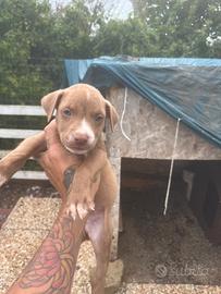 Cuccioli di Pit bull