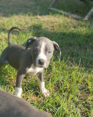 Pitbull tricolor e blue nose