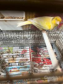 Canarino malinois 2024