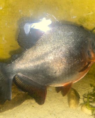 Piranha Pacu + Serrasalmus Nattereri