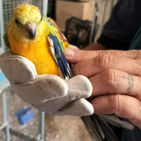 Parucchetti dal groppone rosso