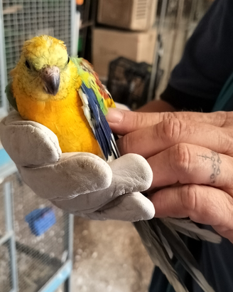 Parucchetti dal groppone rosso