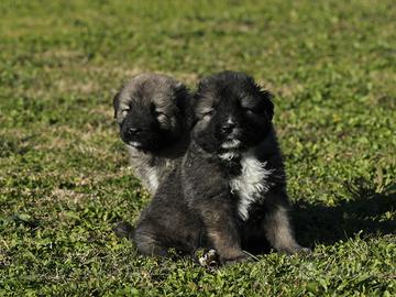 Cuccioli pastore del Caucaso