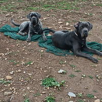 Cuccioli di cane corso